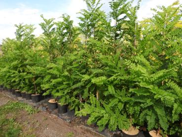 Robinia pseudoacacia Bessoniana - Robinie, Scheinakazie Bessoniana