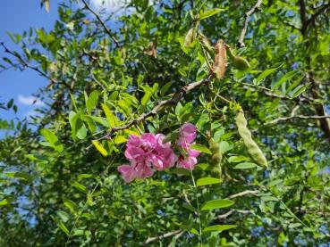 Borstenrobinie mit rosa Blüten und Früchten