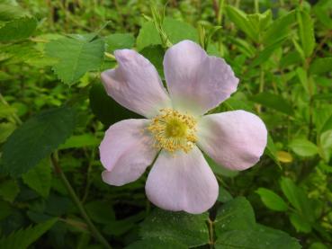 Rosa Blüte der Vitaminrose PiRo3