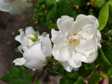 Kriechrose Thoresbyana - Rosa arvensis Thoresbyana