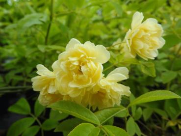 Rosa banksiae Lutea mit zitronengelben Blüten