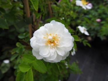 Weißblühende Fadenstielige Rose