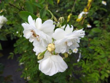 Die Kletterrose Rosa filipes