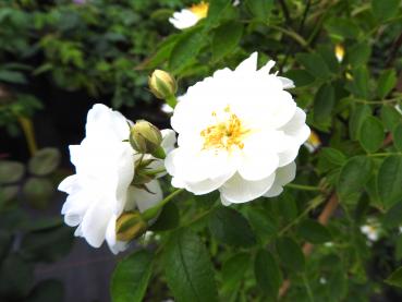 Die Kletterrose (Rosa filipes) blüht weiß.