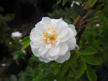 Hübsche weiße Blüte der Rosa filipes