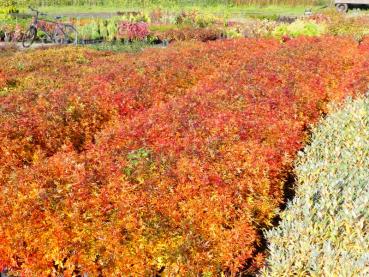 Leuchtend gelb-rote Herbstfärbung der Rosa nitida