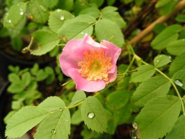 Aufgehende rosa Blüte der Wildrose Rosa pisocarpa