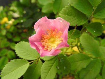 Rosablühende Wildrose Rosa pisocarpa