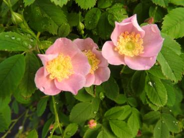 Rosa Blüte von Rosa pisocarpa