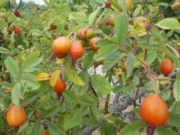 Hagebutten der Rosa villosa