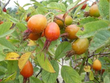 Hagebutten der Rosa villosa