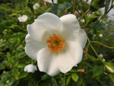 Halbimmergrüne Kletterrose - weiße Blüte