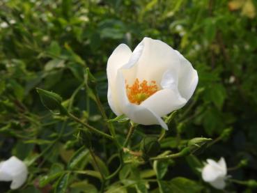 Weißblühende Halbimmergrüne Kletterrose