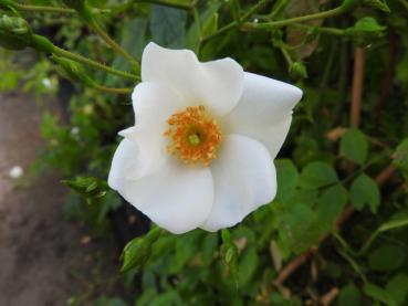 Halbimmergrüne Kletterrose - weißblühende Wildrose