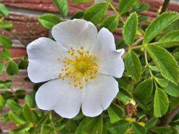 Weiße Blüte der Rosa agrestis