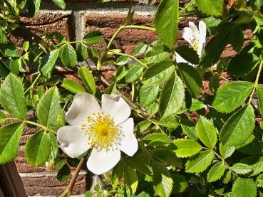 Im Juni blüht die Ackerrose weiß.