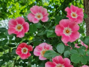 Rosa canina Kiese - Hundsrose Kiese