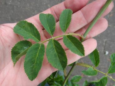 Hartsros, Rosa mollis