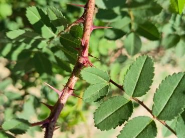 Zahlreiche rote Stacheln der Bibernellrose