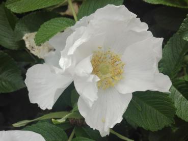 Weißblühende Kartoffelrose Alba