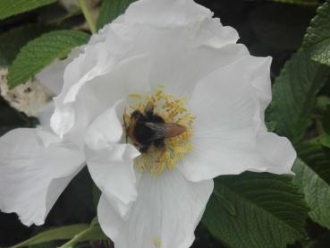 Die weißen Blüten der Kartoffelrose Alba sind bei Insekten beliebt.