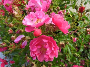 Rosa Hotline