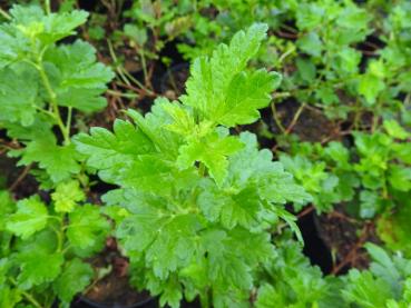 Preview: Krusbär Captivator, Ribes uva-crispa Captivator