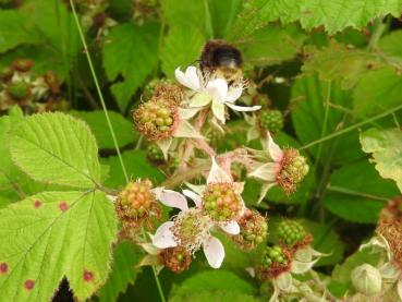 Auch Bienen mögen die Blüten der Brombeere.