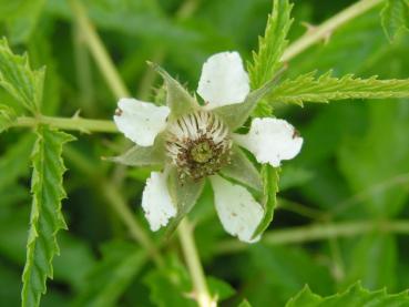 Rubus xanthocarpus - Guldhallon