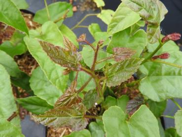 Rubus ichangensis - Rubus ichangensis