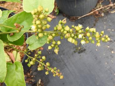 Rubus ichangensis, kinesiskt björnbär
