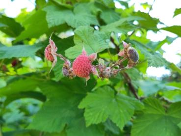 Zimthimbeere mit rotem Fruchtschmuck im Juli