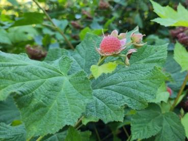 Rote Früchte der Zimthimbeere im Sommer