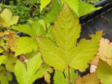 Dreilappiges Blatt von Rubus trifidus