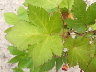Hübsche Blattform der Rubus trifidus