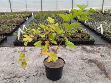 Rubus trifidus - Verkaufsware