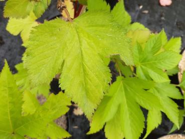 Die dreilappigen Blätter gaben Rubus trifidus ihren Namen.
