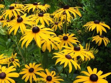 .Rudbeckia fulgida Goldsturm