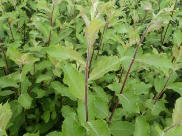 Salix aegyptiaca