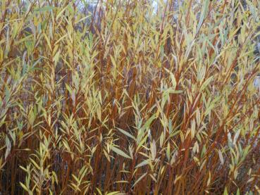 Die rötlichen Triebe der Weißweide Britzensis mit gelbem Herbstlaub
