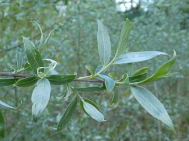 Laub der Salix alba Sericea