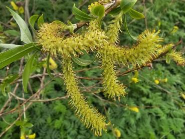 Salix alba
