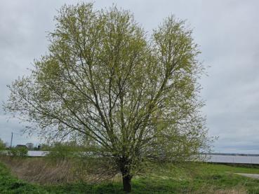 Salix alba