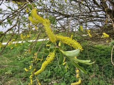 Salix alba