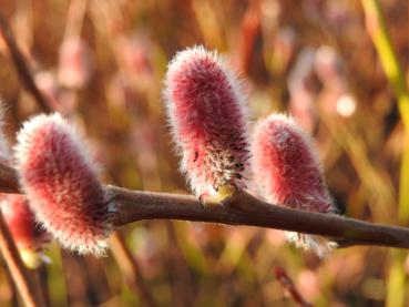 Die schönen Kätzchen der Salix Mount Aso