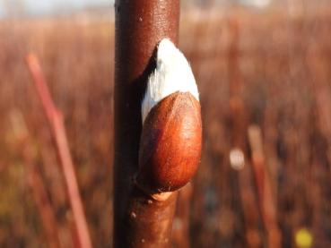 Nahaufnahme eines austreibenden Kätzchens, Salix caprea Bögelsack