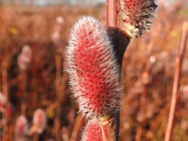 Salix gracilistyla Mount Aso