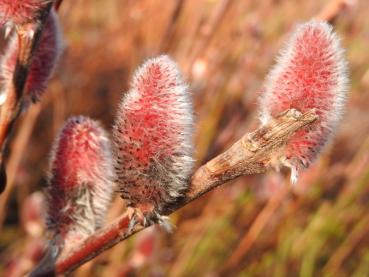 Salix gracilistyla Mount Aso