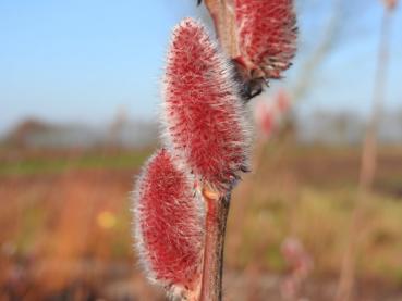 Salix gracilistyla Mount Aso