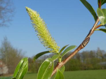 Die Blüte der Bruchweide